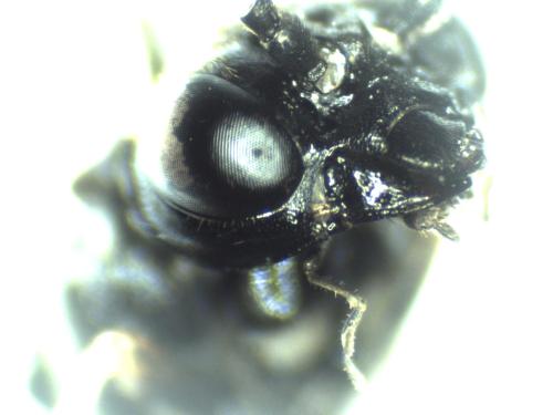 Allantus melanarius